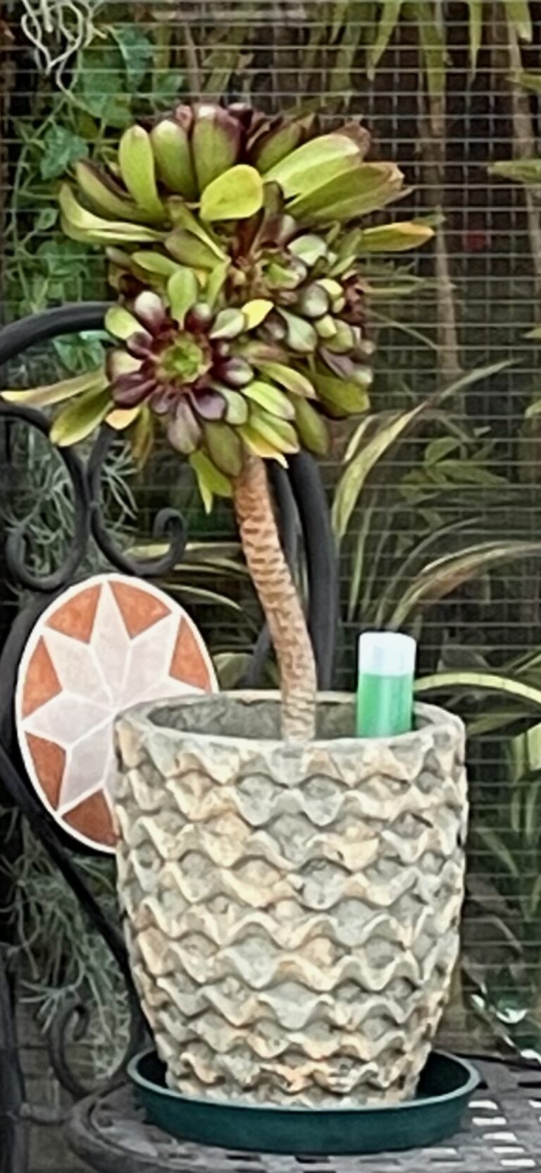 ニョキニョキ伸びてます(*^▽^*)